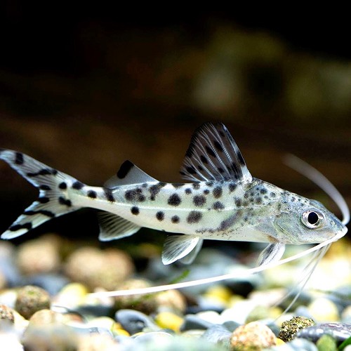 Pimelodus pictus - Engelsantennenwels ML